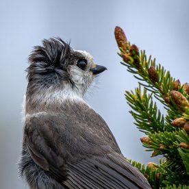Gray Jay