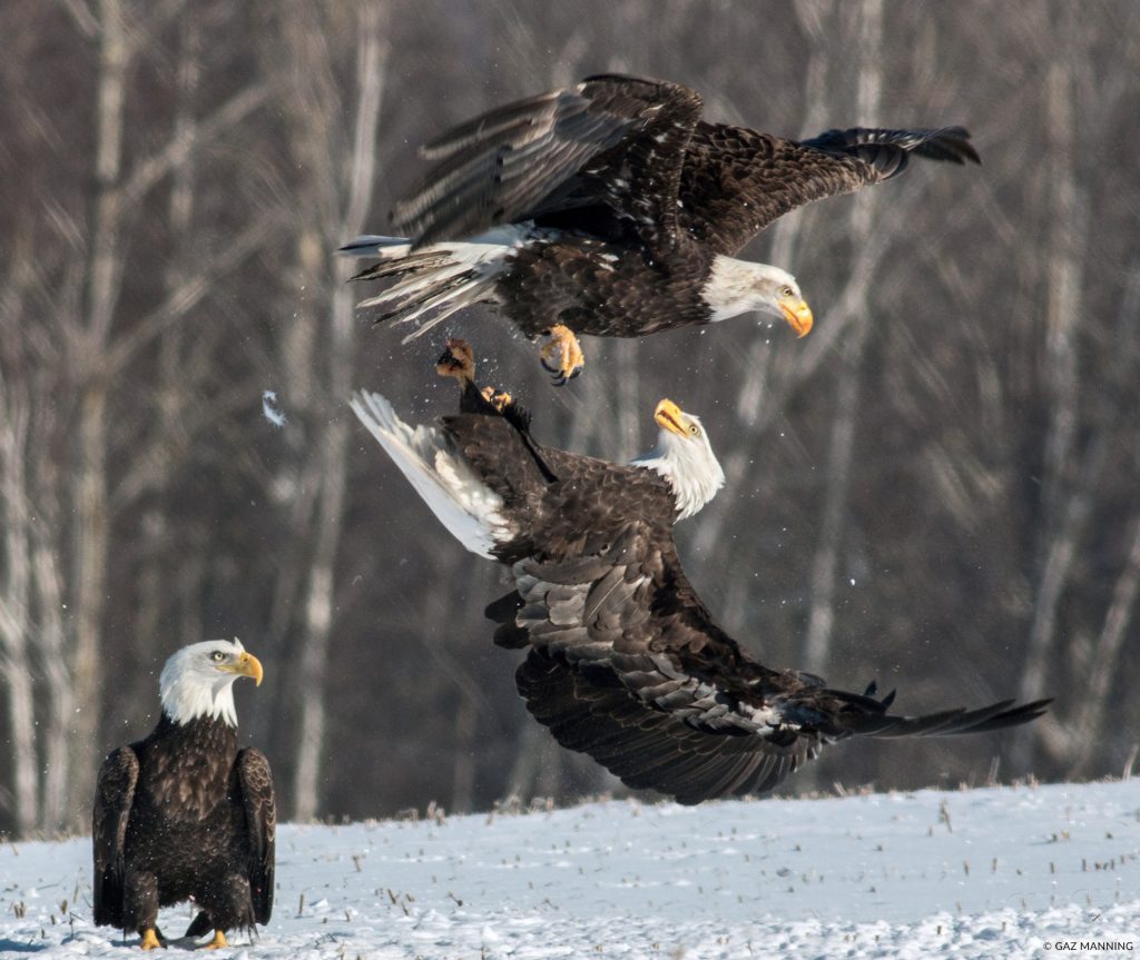 bald eagles