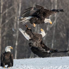 bald eagles