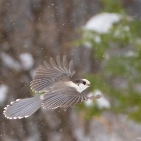 Gray Jay