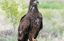 Bald eagle