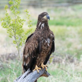 Bald eagle