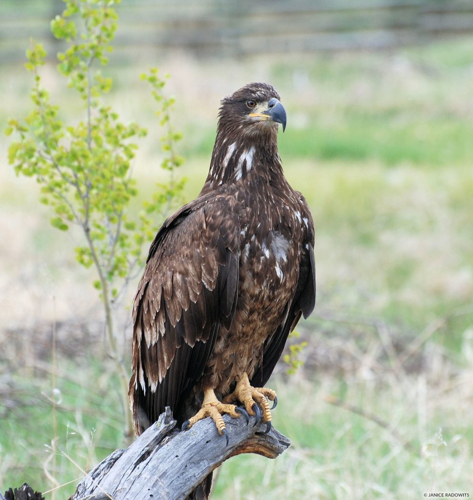 Bald eagle 