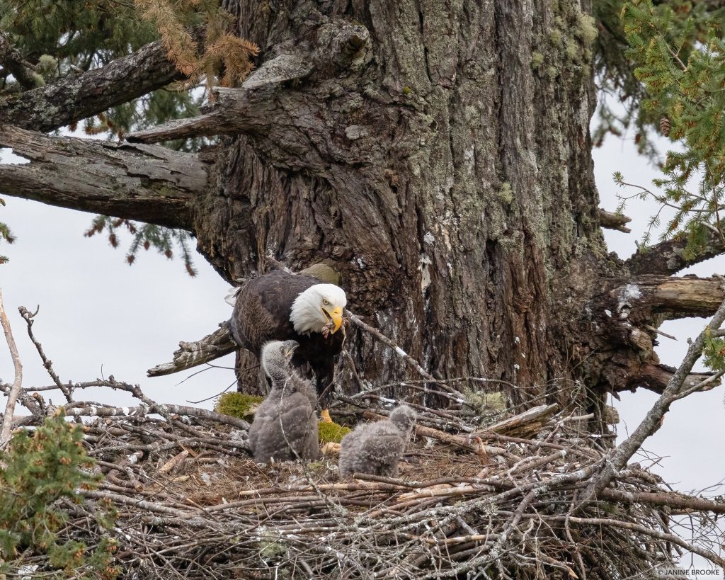 bald eagle nest