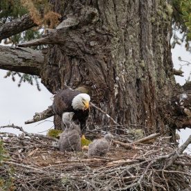 bald eagle nest
