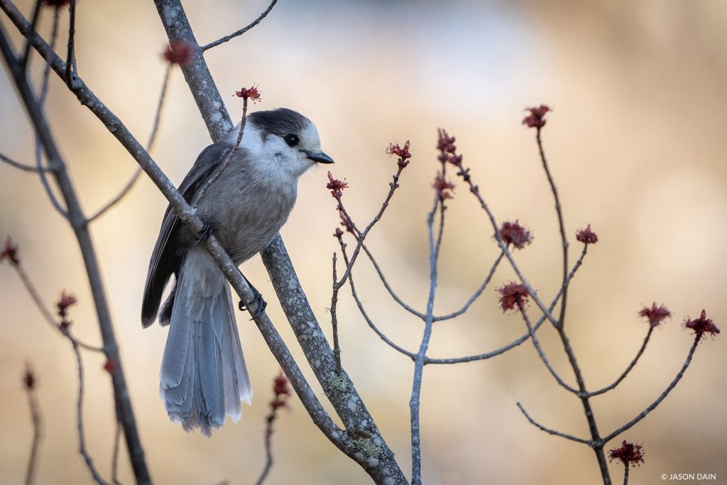 Gray Jay