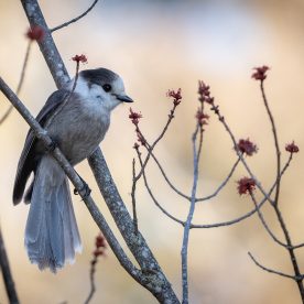 Gray Jay