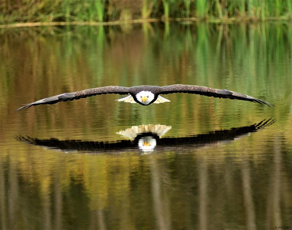 bald eagle