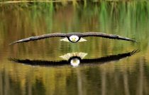 bald eagle