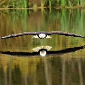 bald eagle