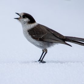 Gray Jay