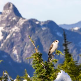 Gray Jay