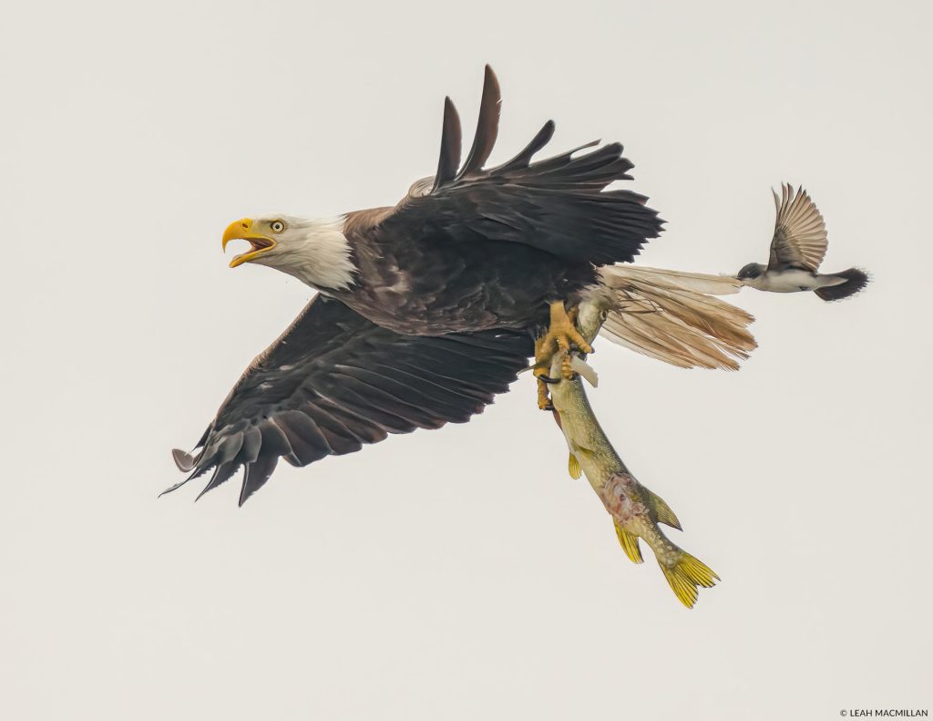 bald eagle with fish