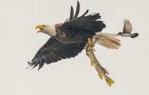 bald eagle with fish