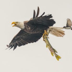bald eagle with fish