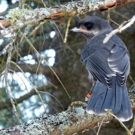 Gray Jay