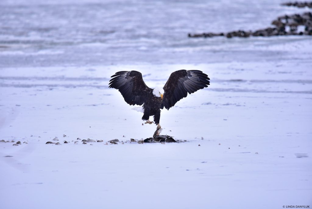 bald eagle feeding