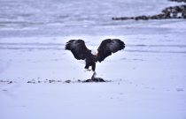 bald eagle feeding