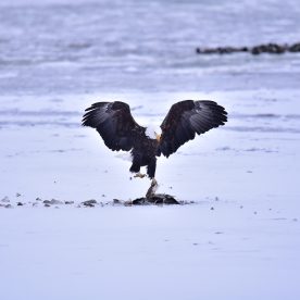 bald eagle feeding