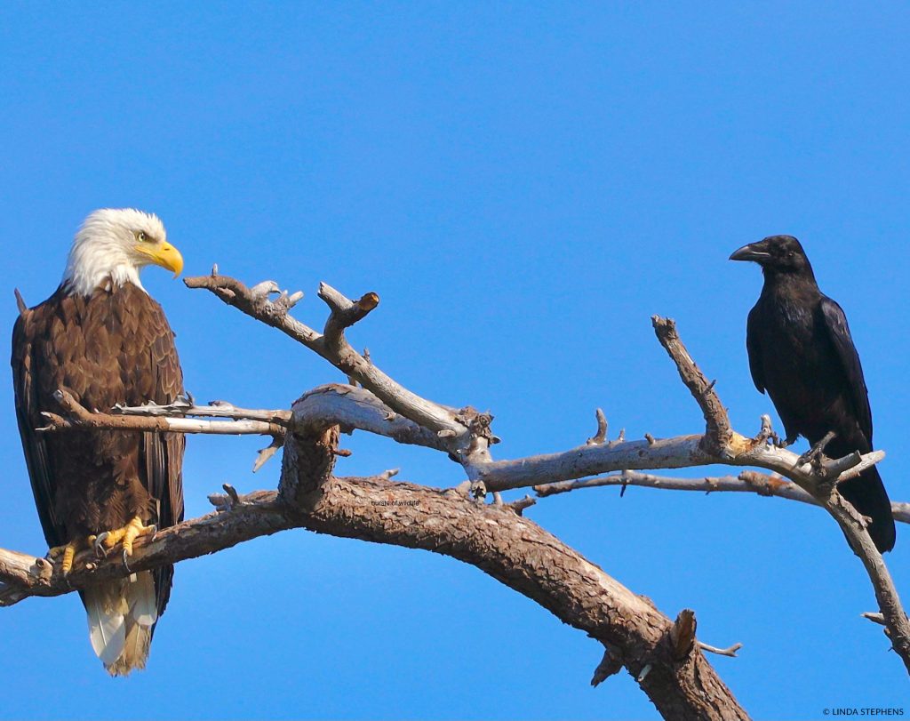 Bald eagle
