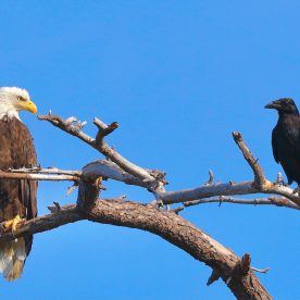 Bald eagle