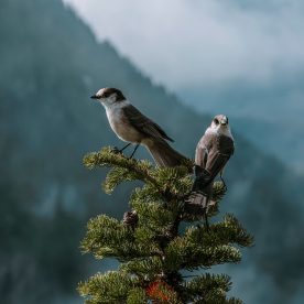 Gray Jay