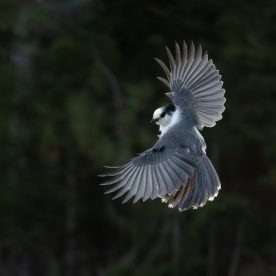 Gray Jay