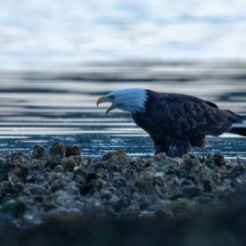 bald eagle