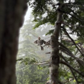 Gray Jay