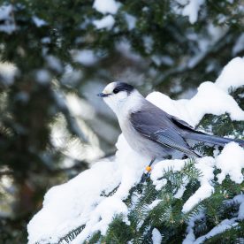 Gray Jay