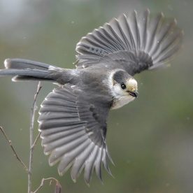 Gray Jay