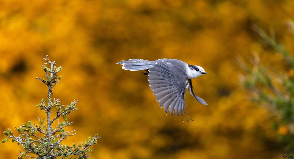 Gray Jay