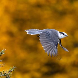 Gray Jay