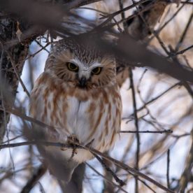 saw whet owl