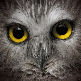 Saw whet owl