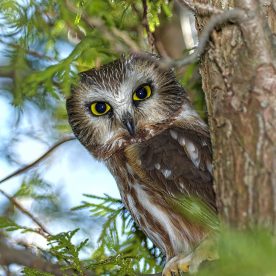 Saw whet owl