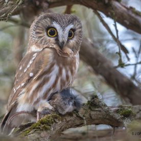 sawwhet owl