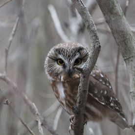 saw whet owl
