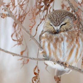 Saw whet owl