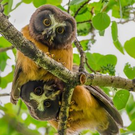 saw whet owls