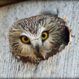saw whet owl