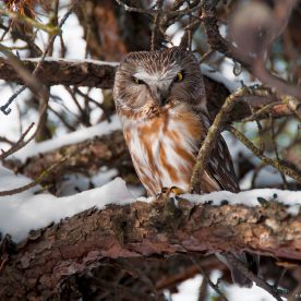 saw whet owl